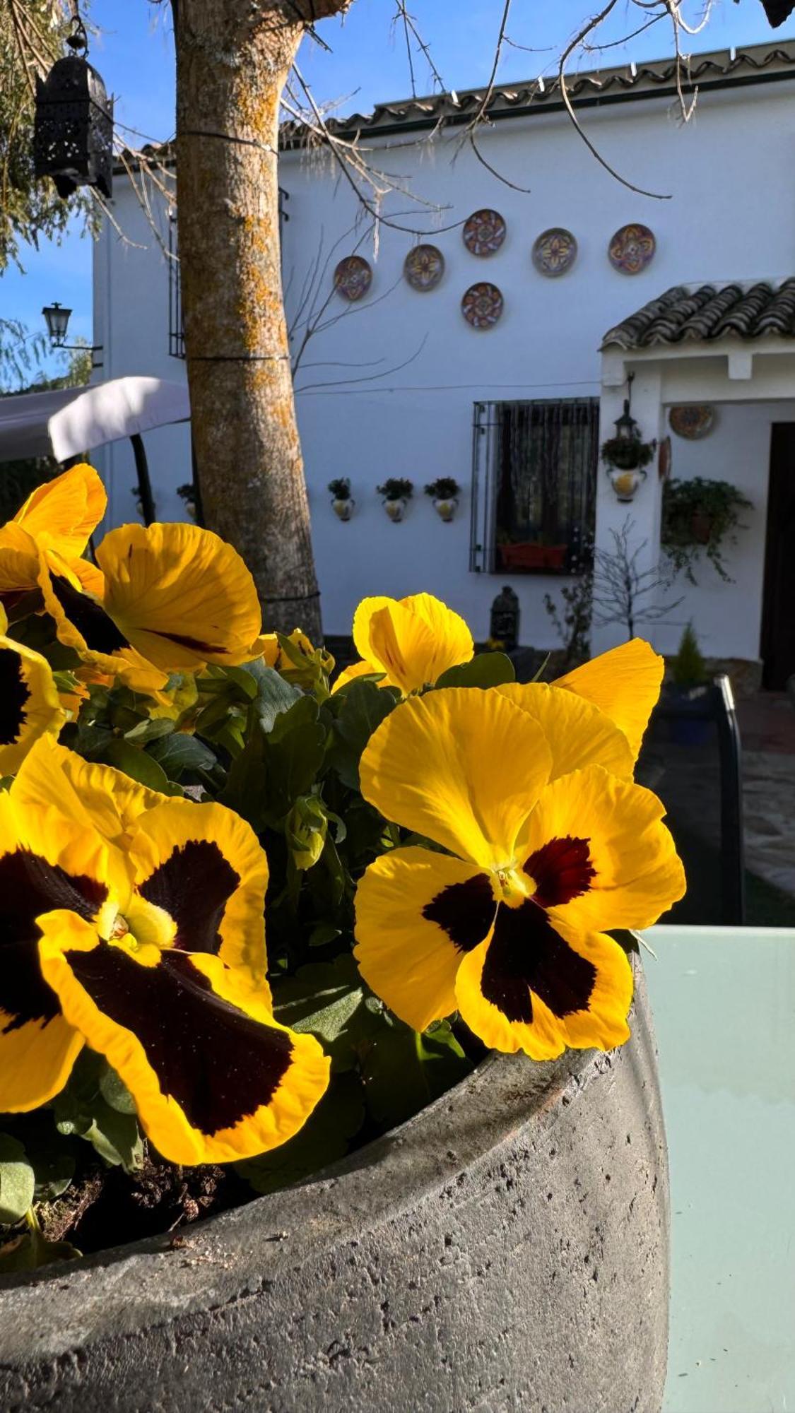 Cortijo Rodeo. Alojamiento Rural Carcabuey Eksteriør billede